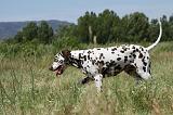 DALMATIEN 343